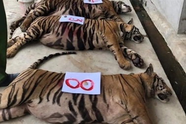 Vụ "giải cứu" 17 con hổ: Vì sao 8 con chết bất thường?
