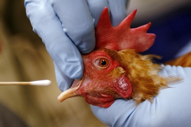 Món nhiều người Việt thích mê có thể là nguồn lây H5N1