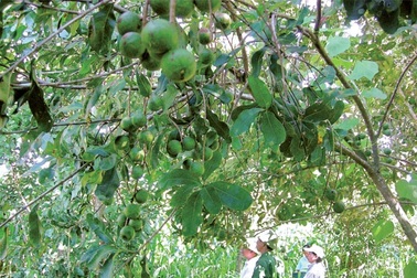 Những câu hỏi còn lại về mắc ca 