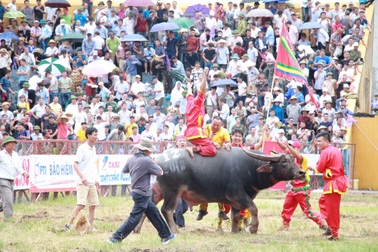 Biển người đội mưa xem các ông trâu "đấu vật"