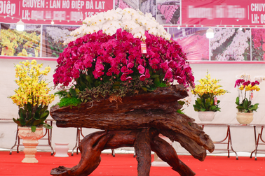 Siêu phẩm gỗ lũa cõng lan hồ điệp 300 triệu đồng, hàng độc đại gia chơi Tết