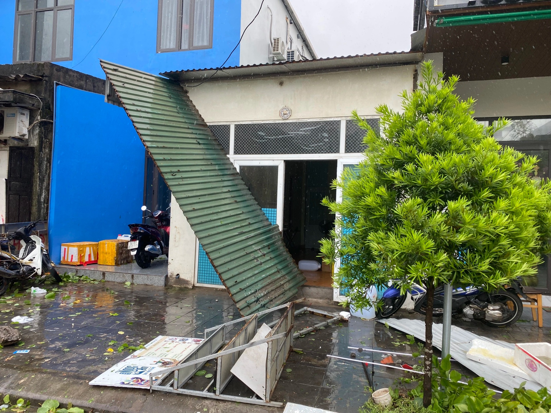 View - Trees uprooted as Storm Prapiroon sweeps through Quang Ninh | DTiNews - Dan Tri International, the news gateway of Vietnam