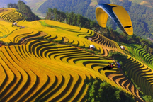 Bay dù lượn ngắm lúa chín Mù Cang Chải Yên Bái
