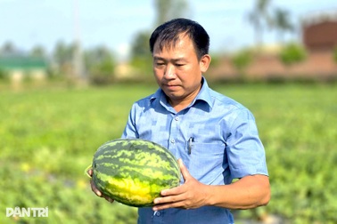 Ép dưa hấu ngoại thích nghi trên đất cát, nông dân thu hàng trăm triệu đồng
