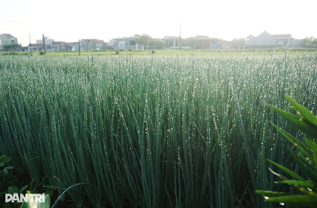 Giá tăng gấp 4, nông dân thắp đèn nhổ hành đêm, che bạt thu hoạch giữa trưa - 2