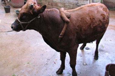 Bò mọc thêm 2 chân ở trên lưng