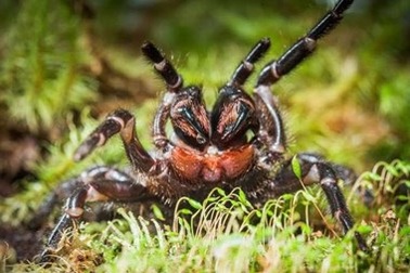 Cảnh sát Australia dở khóc dở cười với vụ án con nhện