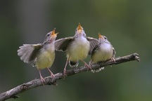 Tiếng hót của chim có ý nghĩa gì?