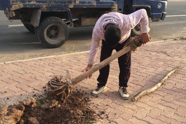 Nhổ sạch hàng cây chết khô bên cầu Nhật Tân