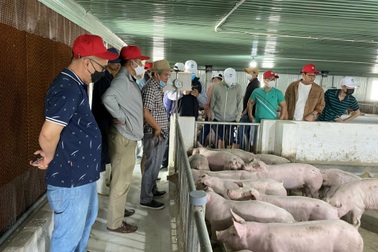 "Vén màn" cơ ngơi đàn heo và vườn chuối của bầu Đức