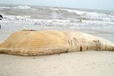 Cá voi trắng dạt vào bờ biển Đà Nẵng