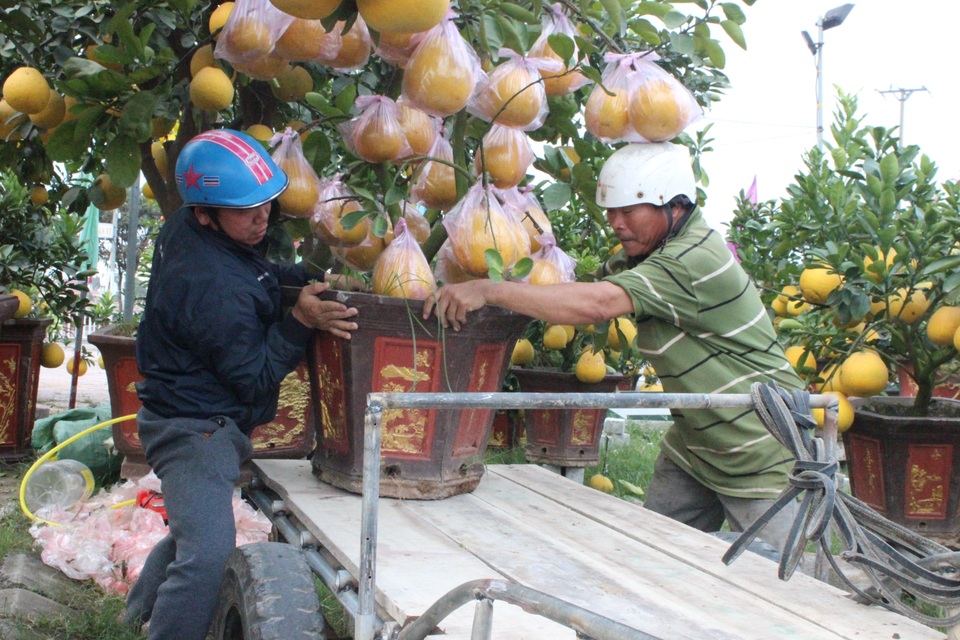 Mê mẩn với cây mai cổ thụ hơn 40 năm tuổi có giá 100 triệu đồng - 10 Mê mẩn với cây mai cổ thụ hơn 40 năm tuổi có giá 100 triệu đồng - 10