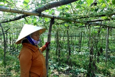 Rau "rớt" giá mạnh, nông dân ngậm ngùi nhổ cho bò ăn