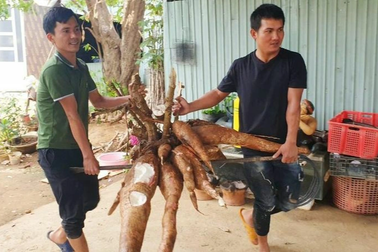 Người dân đào được cây mì "khủng" nặng gần 70kg