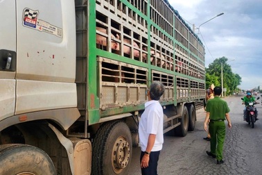 Bắt xe chở 54 con lợn không giấy kiểm dịch trên đường vào Nam tiêu thụ