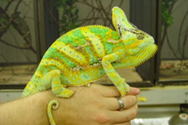 Kỳ nhông - thú yêu mới của giới trẻ Hà thành