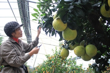 Tận mắt bưởi cảnh “độc nhất Hà Thành” trả trăm triệu không bán!