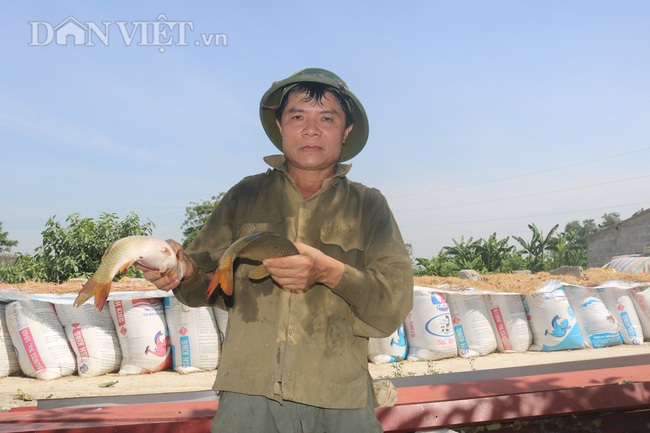 Nuôi cá chép lai thâm canh, nông dân Thanh Hóa lời 150 triệu đồng/ha - 1 Nuôi cá chép lai thâm canh, nông dân Thanh Hóa lời 150 triệu đồng/ha - 1