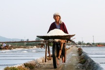 Nghề "làm một ngày ăn cả năm", diêm dân không đủ tiền mua một yến gạo