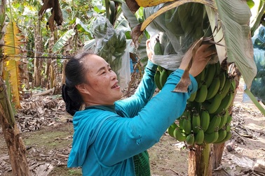 Giáp Tết, người trồng chuối Hưng Yên có thể thu tới 50 triệu đồng/vụ