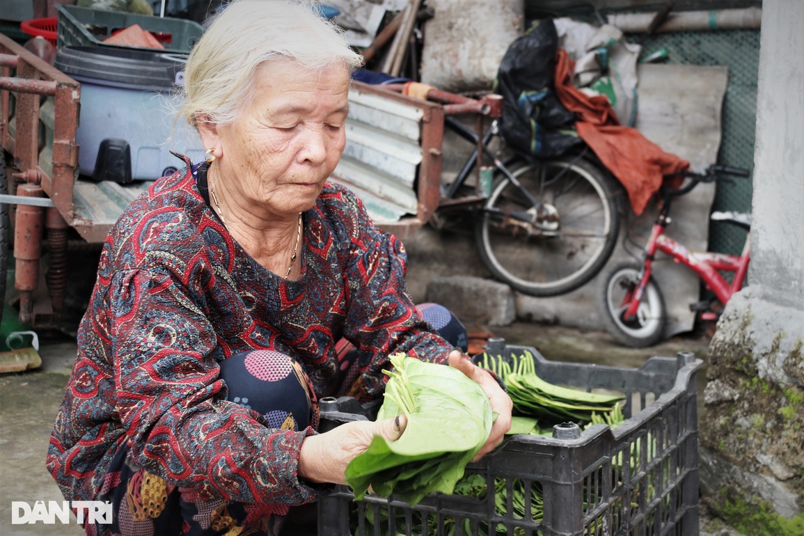 Trầu không tiến vua đắt như tôm tươi, người trồng hái lá đếm tiền - 10 Trầu không tiến vua đắt như tôm tươi, người trồng hái lá đếm tiền - 10