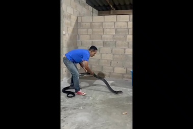 Người đàn ông đùa giỡn với rắn hổ chúa cỡ "khủng"