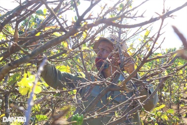 Người Jrai thoát nghèo, xây nhà, tậu xe nhờ cây mai rừng