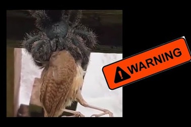 Nhện khủng “nuốt chửng” con chim khiến người xem kinh ngạc