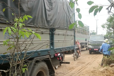 Ô tô tấp nập vận chuyển quất tại “thủ phủ” quất miền Trung