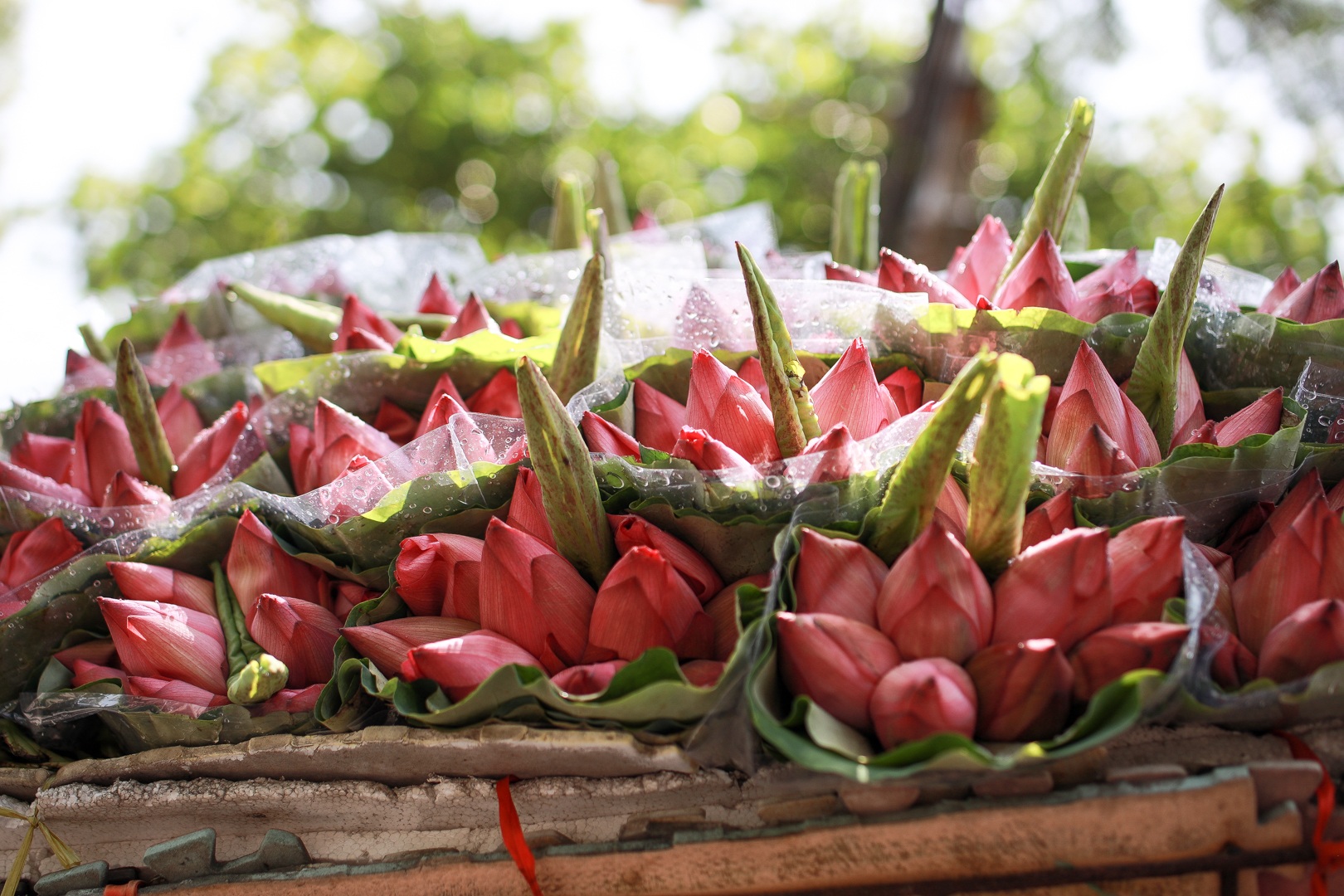 Hà Nội: Ngẩn ngơ với sắc sen đầu mùa xuống phố - 17 Hà Nội: Ngẩn ngơ với sắc sen đầu mùa xuống phố - 17