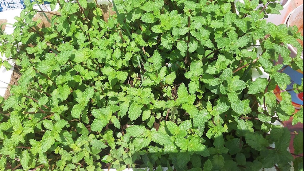 Có siêu thị mini sân thượng, gia đình không phải lo rau, củ giữa mùa dịch - 6