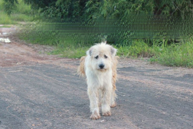 Chó trung thành đợi chủ suốt 4 năm, cuối cùng cũng gặp lại