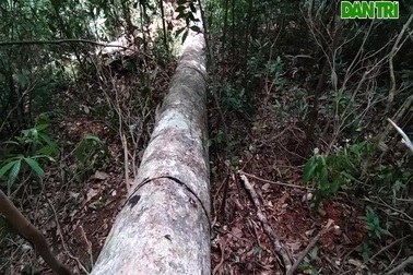 Tiếp tục phát hiện những "công trường" khai thác gỗ trái phép