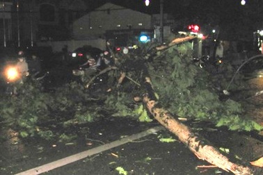 Mưa giông đánh bật gốc nhiều cây xanh trong đêm