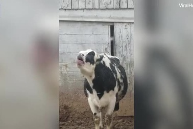 Clip: Đến chú bò cũng thích tuyết như thế này...