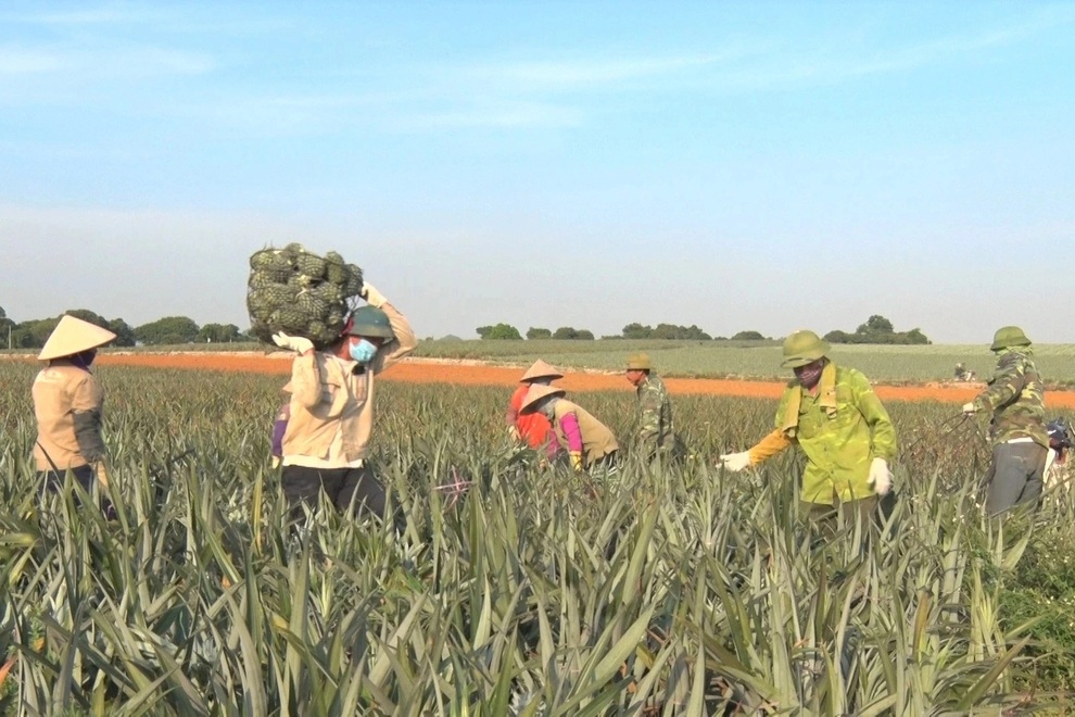 Trồng cây toàn gai giúp nông dân thu hàng trăm triệu đồng/năm - 1 Trồng cây toàn gai giúp nông dân thu hàng trăm triệu đồng/năm - 1