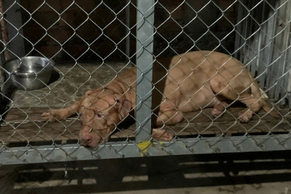 Vụ chó pitbull cắn chết cụ bà 82 tuổi: Con chó đã bị bán cho lò mổ - 2 Vụ chó pitbull cắn chết cụ bà 82 tuổi: Con chó đã bị bán cho lò mổ - 2