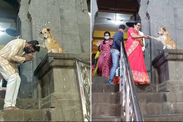 Chú chó ngồi trước cổng đền bắt tay chào người đi lễ