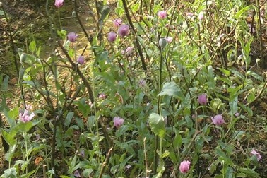 Phá nhổ gần hơn 700 cây thuốc phiện có hoa quả trong nhà dân