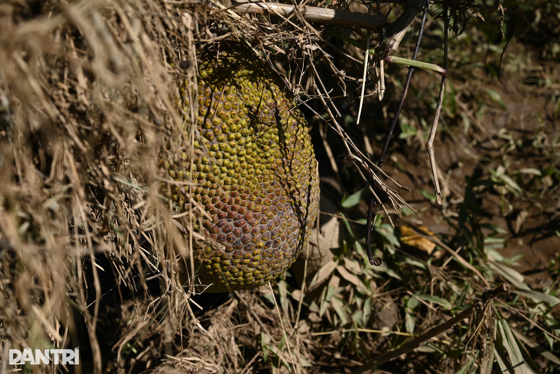 Lũ gây mất mùa, nông dân vùng Bình Thuận hết ngóng Tết - 11 Lũ gây mất mùa, nông dân vùng Bình Thuận hết ngóng Tết - 11