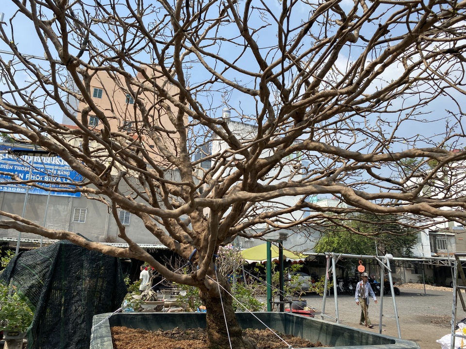 Lão mai trăm tuổi, tán rộng 8m, dân chơi trả giá tiền tỷ vẫn không bán - 6 Lão mai trăm tuổi, tán rộng 8m, dân chơi trả giá tiền tỷ vẫn không bán - 6