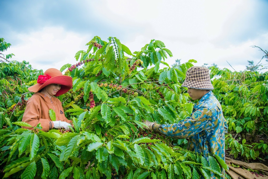 Phần bỏ đi từ quả cà phê có giá 1 triệu đồng/kg, nông dân bất ngờ có tiền - 2