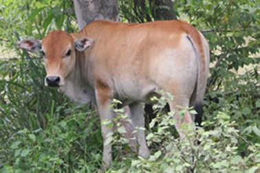 Chuyện hy hữu: Đòi xét nghiệm ADN... bò vì tranh chấp