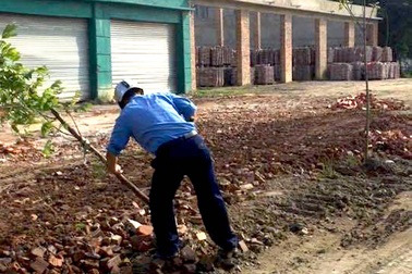 Hàng loạt cây xanh bị “triệt hạ” trên Quốc lộ 46?