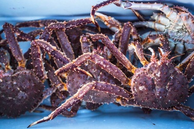 Chuyện hiếm, dân Hà thành đụng chung từ con cua cho tới con cá