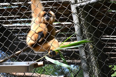 Dạy vượn “làm quen” với rừng