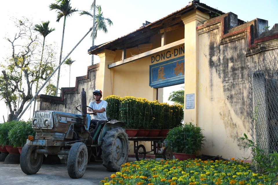 Hoa cúc nhuộm vàng làng quê ngày giáp Tết - 3 Hoa cúc nhuộm vàng làng quê ngày giáp Tết - 3