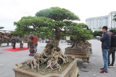 Chiêm ngưỡng bộ sanh cổ hơn 10 tỷ đồng, đại gia hỏi mua nhưng không bán