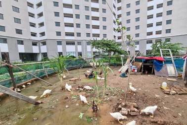 Hàng loạt nhà tái định cư bỏ hoang, tư lệnh ngành xây dựng nói gì?