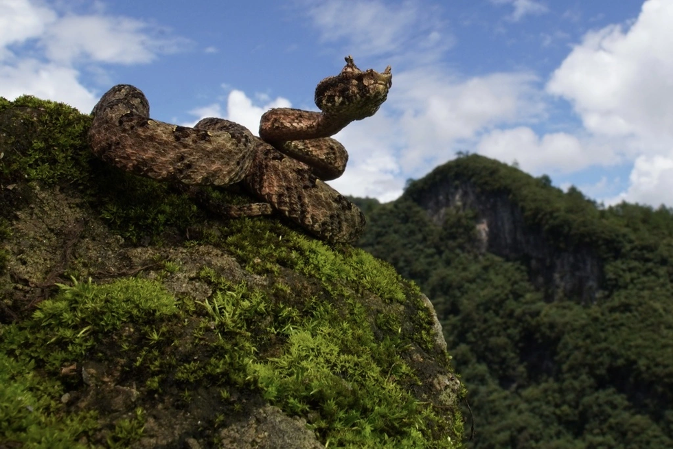 Những loài rắn độc có đặc điểm dễ nhận dạng tại Việt Nam (Phần 3) - 3 Những loài rắn độc có đặc điểm dễ nhận dạng tại Việt Nam (Phần 3) - 3